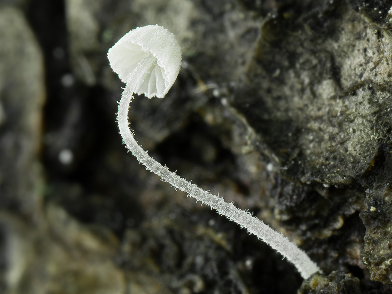 Mycena corynephora